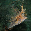 Ver todas las fotos para Astrophyton muricatum