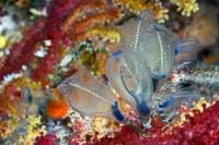 See all pictures for Clavelina lepadiformis