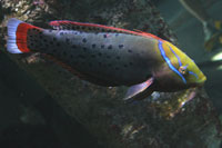 Coris+formosa