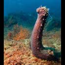 Sehen alle Photos für Holothuria stellati