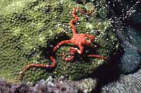 Ver todas las fotos para Ophioderma rubicundum
